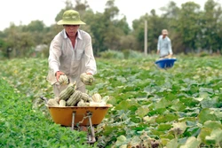 合作社与高棉族农民并肩同行